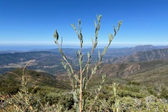 LRCSD Nordhoff Ridge / Peak Ojai